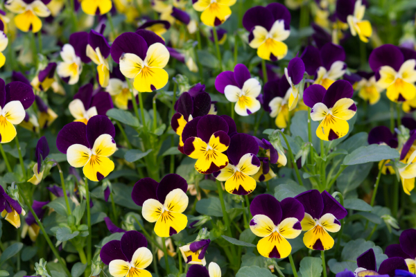 Viola tricolor scaled